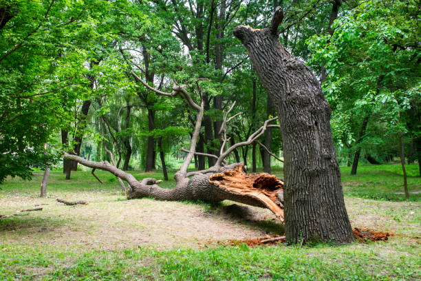 Best Tree Disease Treatment  in Conashaugh Lakes, PA
