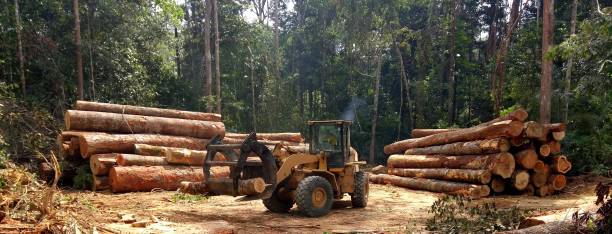 Best Stump Grinding and Removal  in Conashaugh Lakes, PA