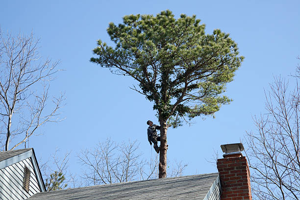 Best Emergency Tree Removal  in Conashaugh Lakes, PA